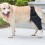 Ginocchiera per cane - Regolabile Oxford nero 12