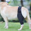 Ginocchiera per cane - Regolabile Oxford nero 15