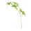 Plante Elaeocarpus verte à 5 branches, 90 cm, 71 g 12