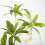 Plante Elaeocarpus verte à 5 branches, 90 cm, 71 g 10