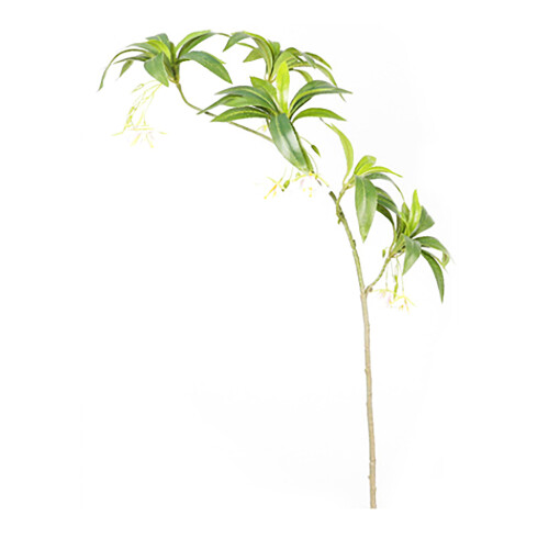 Plante Elaeocarpus verte à 5 branches, 90 cm, 71 g 2