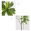 Plante Elaeocarpus verte à 5 branches, 90 cm, 71 g 8