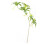 Plante Elaeocarpus verte à 5 branches, 90 cm, 71 g 13
