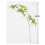 Plante Elaeocarpus verte à 5 branches, 90 cm, 71 g 2
