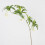 Plante Elaeocarpus verte à 5 branches, 90 cm, 71 g 5