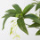 Plante Elaeocarpus verte à 5 branches, 90 cm, 71 g 4
