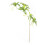 Plante Elaeocarpus verte à 5 branches, 90 cm, 71 g 1