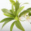 Plante Elaeocarpus verte à 5 branches, 90 cm, 71 g 6