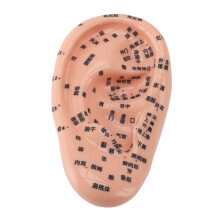 17cm/6.69in Modelo de masaje de oreja PVC Mapa de puntos de acupuntura