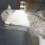 10 pièces ruban adhésif anti-griffe pour chat 30x45 cm transparent 5