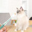 Distributeur de médicaments pour animaux à double usage, seringue humide/sèche 9