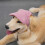 (M, Bean Paste Green) Pet Hat for Small Medium Large Dogs Breathable Lightweight Dog Hat for Small Medium Large Dogs 4