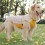 (XL,Reddish Black)Warm Pullover Dog Jacket Versatile Stylish Comfort Dog Clothes for Daily Wear 3