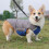 (L,Reddish Black)Warm Pullover Dog Jacket Versatile Stylish Comfort Dog Clothes for Daily Wear 4