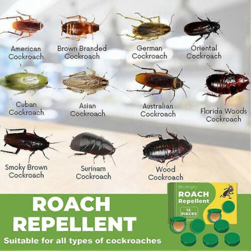 (3 Boxes)Cockroach Busters Reusable Bugs Roach Bait Trap Box for Household Kitchen 2