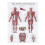 Ensemble d'affiches d'anatomie des bandes de résistance pour le corps entier 12