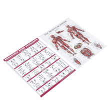 Ensemble d'affiches d'anatomie des bandes de résistance pour le corps entier