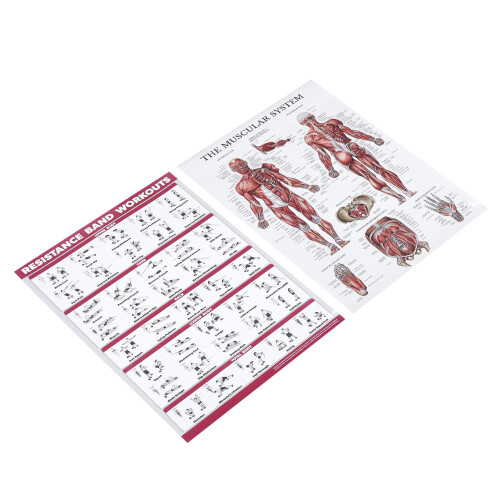 Ensemble d'affiches d'anatomie des bandes de résistance pour le corps entier