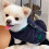 Hund Winterkleidung L blau mit Schal Polyester 8