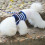 Dog Harness Leash Set Small Adjustable Blue Fabric for Pets 10