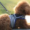 Dog Harness Leash Set Small Adjustable Blue Fabric for Pets 6