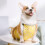 Gilet chaud pour ventre de corgi protection étanche M 11