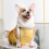 Wasserdichte Corgi Bauchschutzweste L Polyester 3