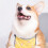 Wasserdichte Corgi Bauchschutzweste L Polyester 8