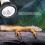 Lampada basking per rettili UVB5.0, 3W 6.5x5cm ABS, 220V 4