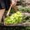 Cestino portatile per frutta trasparente 200g 21x10.5cm 5