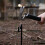 10 mm dicker Stahl-Bodenankernagel 30 cm Camping-Bodenanker 12