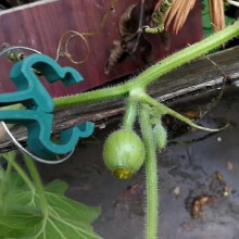 20/60/100 pezzi di clip fisse per piante, staffa riutilizzabile per serra da giardino per piante fisse,