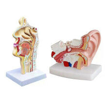 2 kpl Ihmisen anatominen nenäontelon kurkun anatomiamalli luonnontieteiden luokkahuoneessa esittelyyn