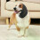 Cache-oreilles pour chien, cache-oreilles apaisant pour chiot, chat, oreilles silencieuses, capuche, 2