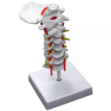 Halswirbel, Arterie, Wirbelsäule, Spinalnerven, anatomisches Modell, Anatomie für naturwissenschaftliche
