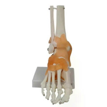 Fußgelenkmodell mit Bändern, menschliches Anatomiemodell, Lebensgröße, Lehrmaterial, PVC, 1 Stück