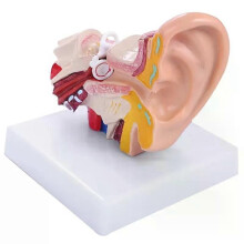 GTBL 15 Mal Menschliches Ohr Anatomie Modell Zeigt Organe Struktur der Zentralen und Externen Ohren