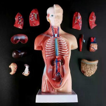 Menschlicher Torso Körpermodell Anatomie Anatomische Medizinische Innere Organe Für Den Unterricht
