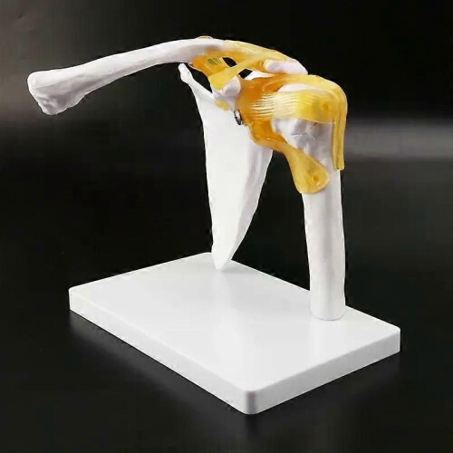 Human Shoulder Joint Model Anatomically Accurate Shoulder Skeleton Model Life Size Human Skeleton Anatomy 2