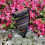 National Ocarina Bag Ocarina Protective Triangular Cloth Bag with Carry Handle Ocarina Case Holder for 2
