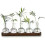 Växtförökningsstation med träställ Hydroponisk vintageväxt Terrariumplantering Vattenplantering 1