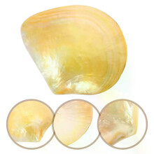 Sashimi Dish Snack Container Caviar Shell Plate Decor Food Tray Unique Dessert Plates for Home Kitchen