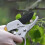 Secateurs, Ratchet Anvil Style Shears, Made For Weak Hands But Strong Enough For Any Pruning Application 3