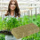 Stenull Startpluggar Stenull Odla kuber Fröstartare Planteringskuber Hydroponics Sticklingar 4