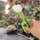 Lizard Pet Feeding Scoop Waste Tool Plastic 1pack 11