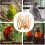10Pcs Plastic Bird Cage Stands Chocolate Parrot Perches Toys 8