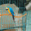 10Pcs Plastic Bird Cage Stands Chocolate Parrot Perches Toys 7