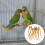 10Pcs Plastic Bird Cage Stands Chocolate Parrot Perches Toys 5