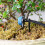 200Pcs Irrigation Drip Support Stakes for 1/4-Inch 6