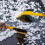 Useful Car Vehicle Snow Ice Scraper Brush Shovel Removal Windshield For Winter 4